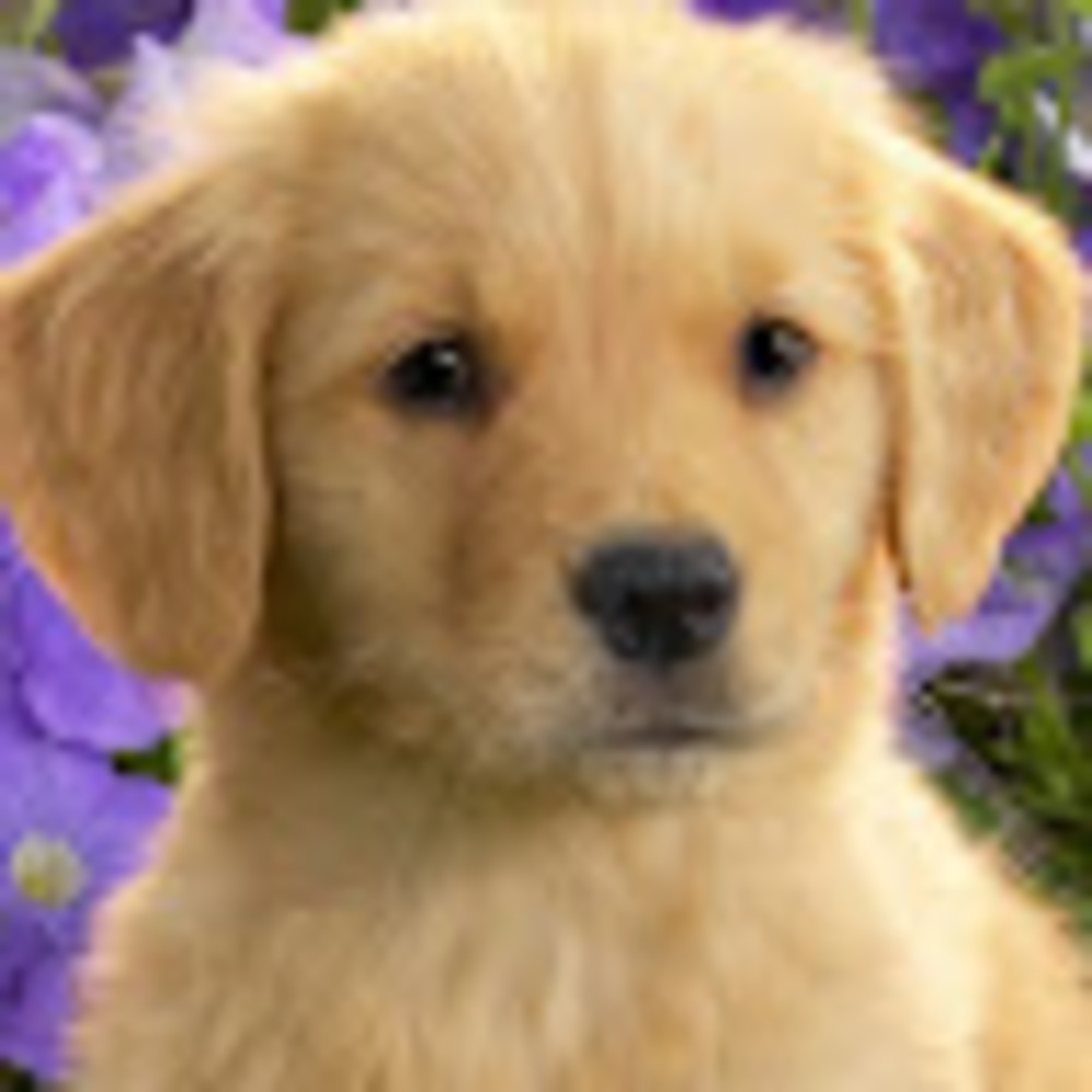 Meet your Posher, Lilly
